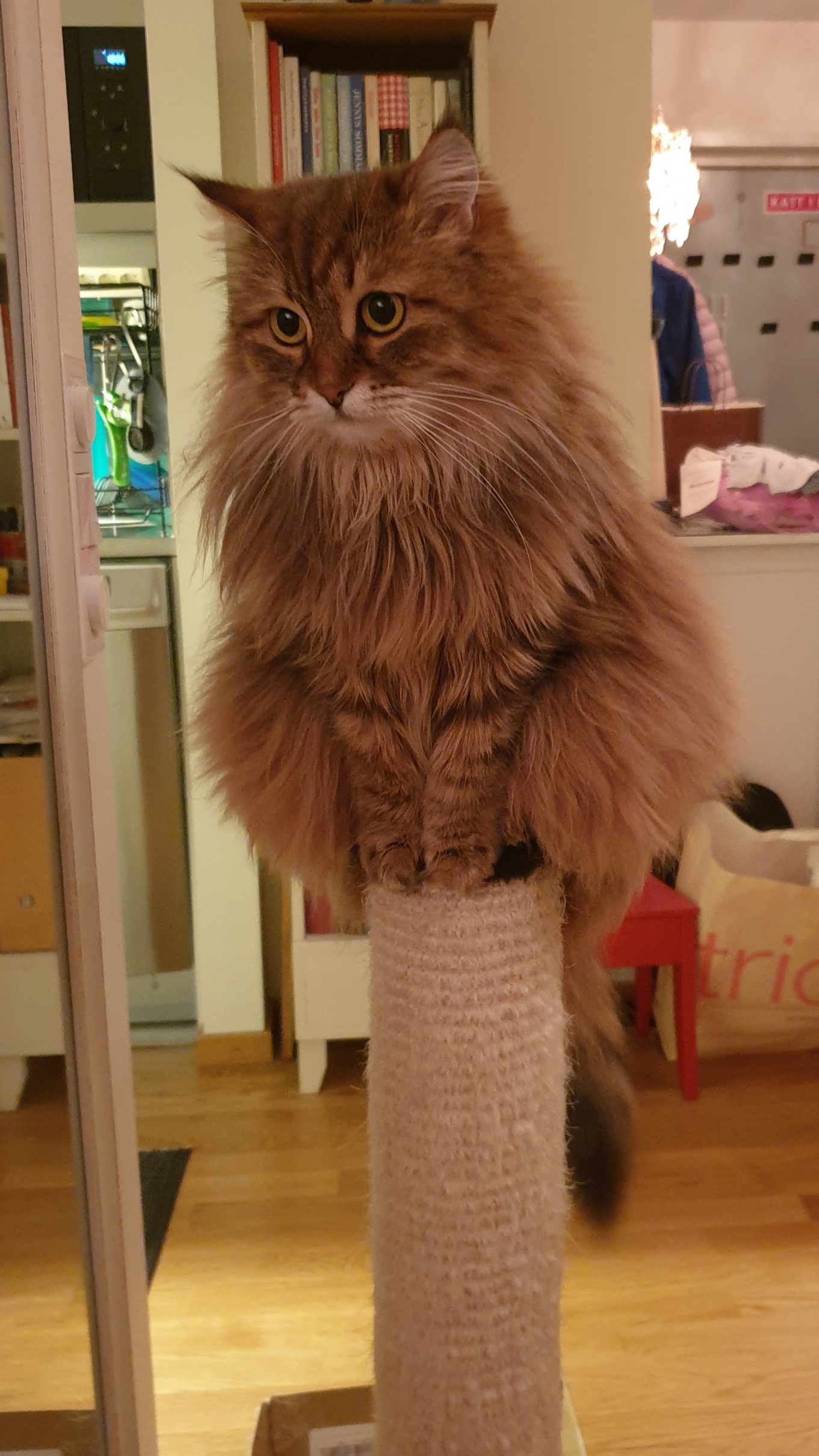 sibirisk katt Odilia